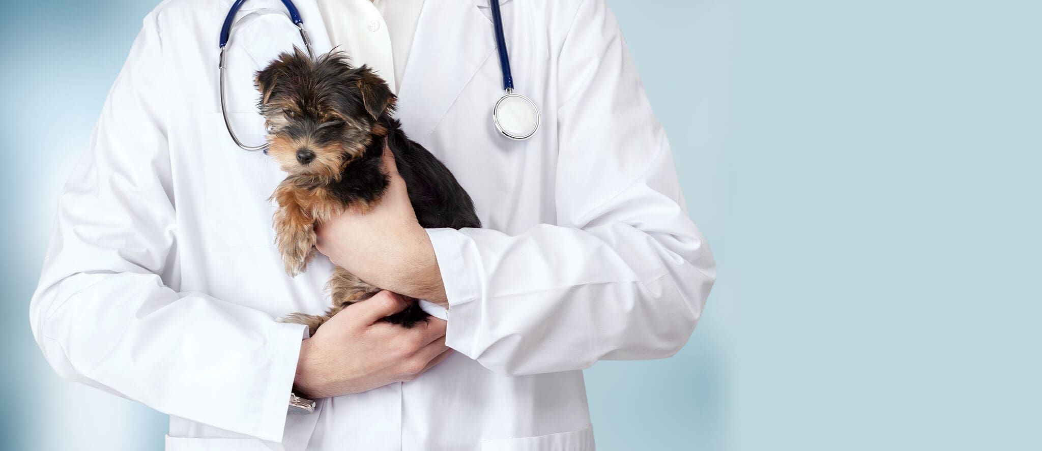 Doctor Holding Small Yorkie Dog