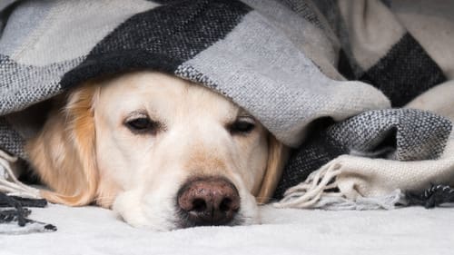 yellow-lab-laying-under-gray-and-black-striped-blanket