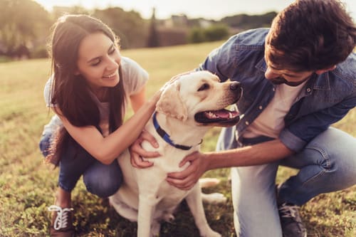 male-and-female-couple-petting-yellow-lab-dog-while-outdoors