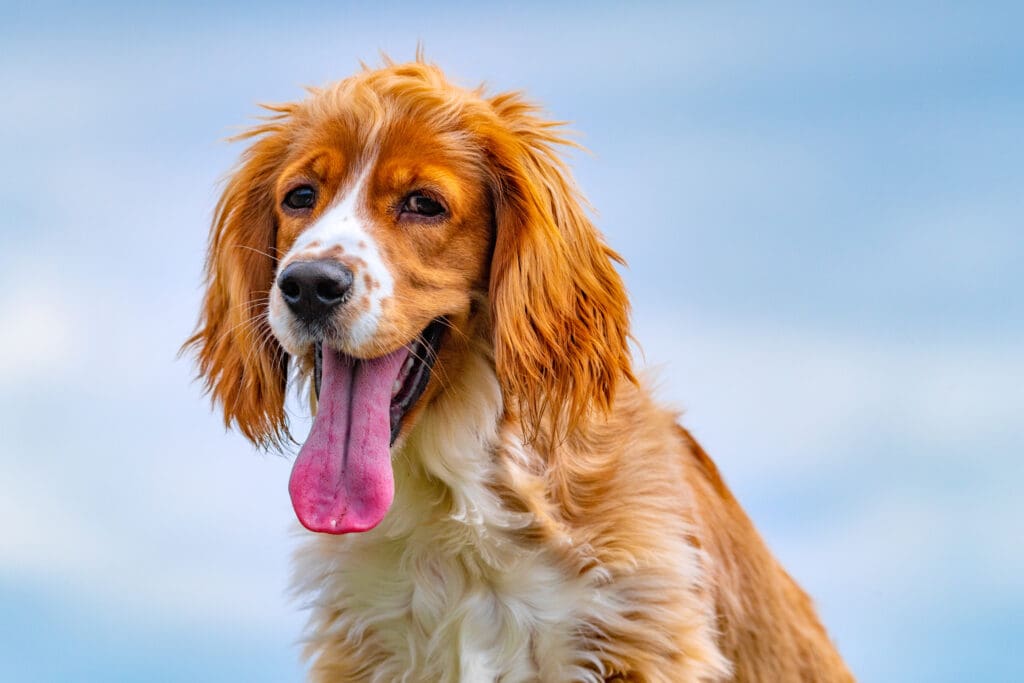 cocker spaniel panting in heat