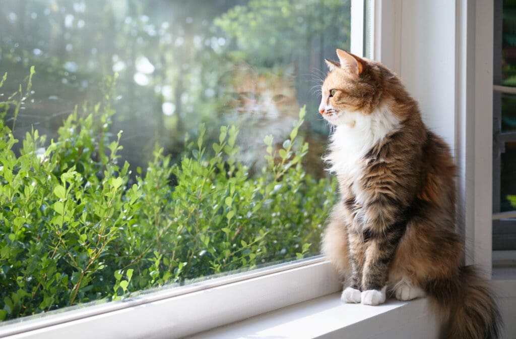 indoor cat looking out window